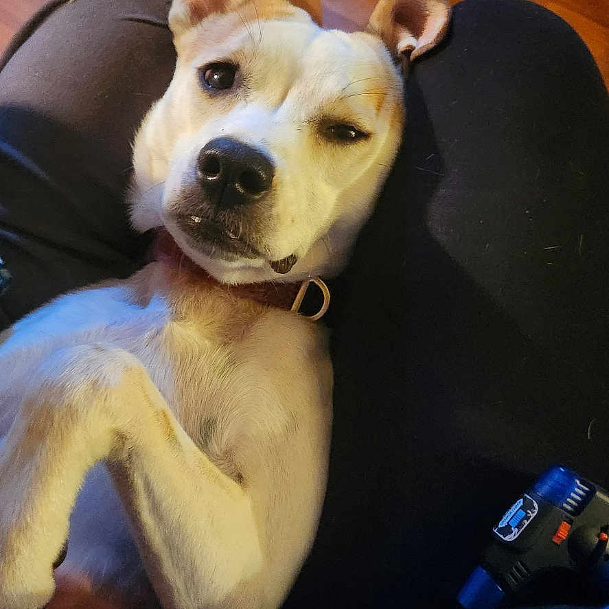 Baby Girl Puppy Dog is registered to the contest to win money with this photo: animal, boxer, bulldog, canine, couch, cushion, dog, electronics, face, frenchbulldog, furniture, head, homedecor, hound, person, pet, photography, pitbull, puppy, wood