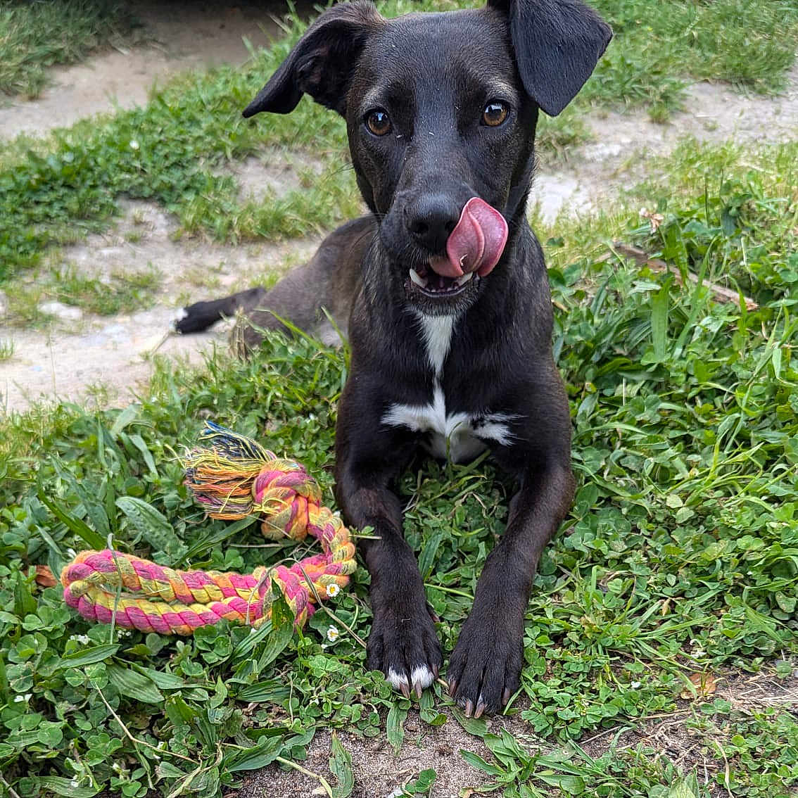 Kaya a rejoint le concours — aidez-le/la à gagner de superbes lots ! animal, ball, bodypart, canine, dog, football, grass, herbal, herbs, hound, labradorretriever, mouth, person, pet, plant, puppy, sport, tennis, tennisball, vegetation