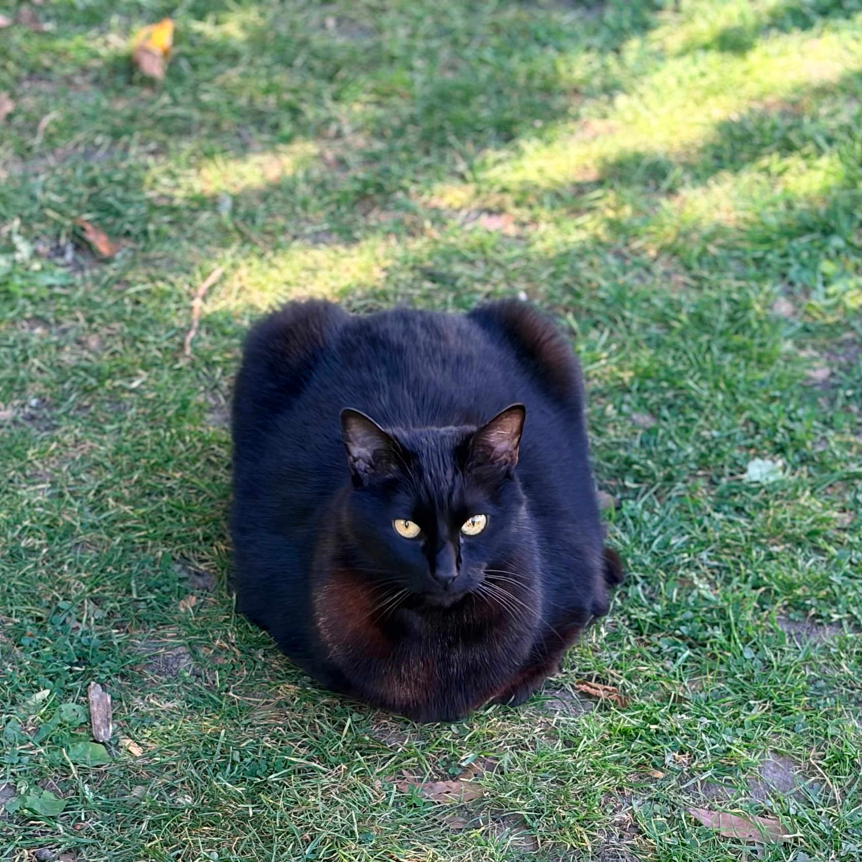 Nouchka participe au concours pour gagner de l'argent avec cette photo : black_cat, cat, animal, grass, outdoor, loaf_position, yellow_eyes, pet, feline, nature, sunlight, ground, fur, whiskers, ears, cute, resting, mammal, wildlife, daylight