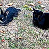 black_cat, black_rabbit, grass, outdoor, animal, pet, nature, autumn, leaf, mammal, wildlife, furry, resting, lying_down, companion, cute, domestic_animal, quiet, calm, ground