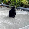 black_cat, cat, animal, outdoor, concrete, greenery, plants, pipe, sitting, pet, feline, nature, daylight, shadow, fur, alone, still, quiet, curious, alert