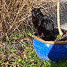 Nouchka a rejoint le concours — aidez-le/la à gagner de superbes lots ! black_cat, cat, blue_pot, ceramic_pot, grass, dry_grass, tree, outdoor, sunlight, plant, nature, animal, pet, garden, greenery, shadows, leaves, soil, small_tree, daylight