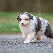 Aloa participe au concours pour gagner de l'argent avec cette photo : puppy, dog, outdoor, walking, cute, fluffy, fur, animal, pet, young, nature, grass, road, small, adorable, portrait, canine, mammal, walking_puppy, background_blur