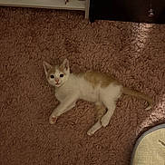 William is registered to the contest to win money with this photo: kitten, cat, pet, indoor, carpet, brown_carpet, orange_fur, white_fur, floor, curious, animal, cute, small, feline, looking_up, relaxed, home, shelf, scratching_post, young