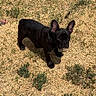 dog, french_bulldog, black_dog, pet, animal, outdoor, grass, lawn, sunlight, standing, ears, wrinkled_face, short_hair, collar, toy, pink_toy, shadow, park, playful, portrait