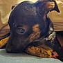 Jac is registered to the contest to win money with this photo: adorable, animal, black_and_brown, blanket, close_up, collar, cozy, cute, dog, ears, fur, indoor, pet, portrait, puppy, resting, small, snuggled, soft, young