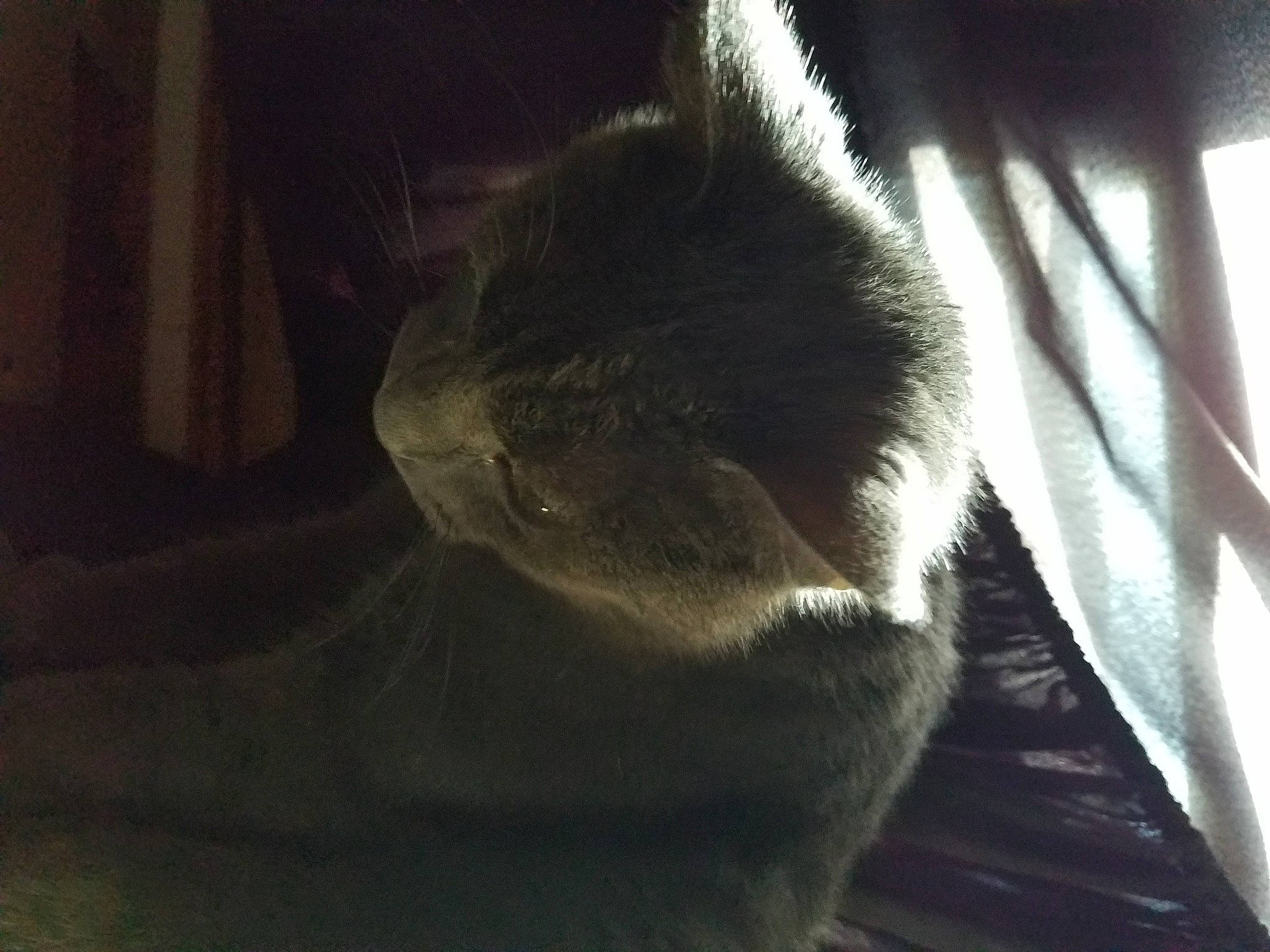 Melo joined the competition — help win amazing prizes! carnivore, cat, felidae, fur, russian_blue, small_to_medium_sized_cats, snout, tail, whiskers