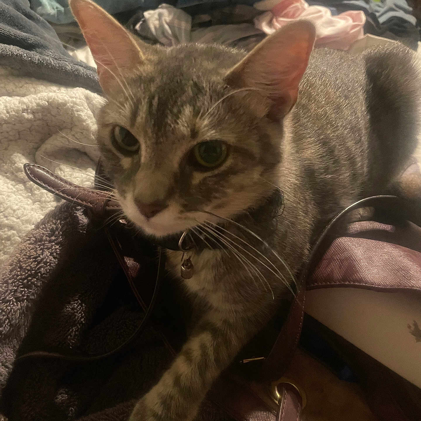 Luna is registered to the contest to win money with this photo: animal, bell, blanket, cat, closeup, clothes, collar, cozy, domestic, fabric, fur, home, indoor, paw, pet, pile, relaxed, resting, tabby, whiskers