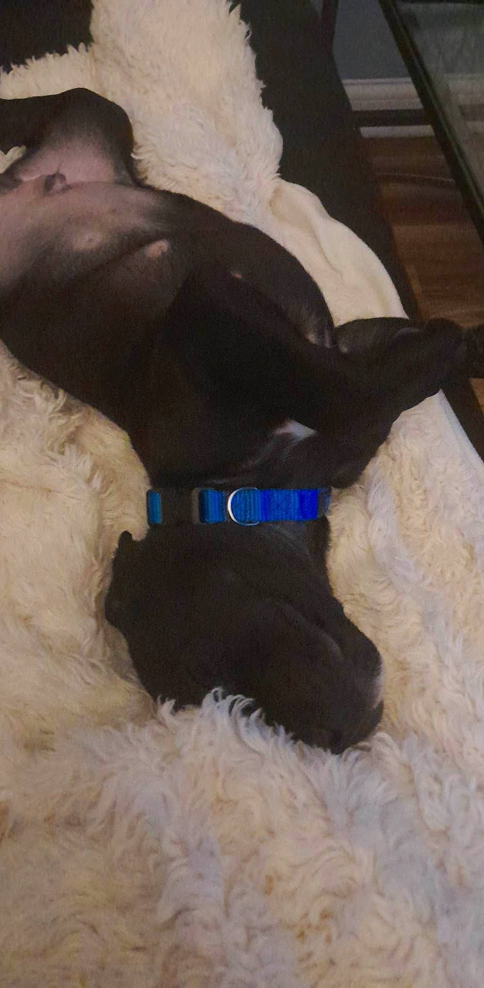 Chance joined the competition — help win amazing prizes! canidae, carnivore, collar, comfort, companion_dog, dog, dog_breed, dog_collar, dog_supply, fawn, flooring, fur, hardwood, linens, liver, pet_supply, sporting_group, tail, terrestrial_animal, working_animal