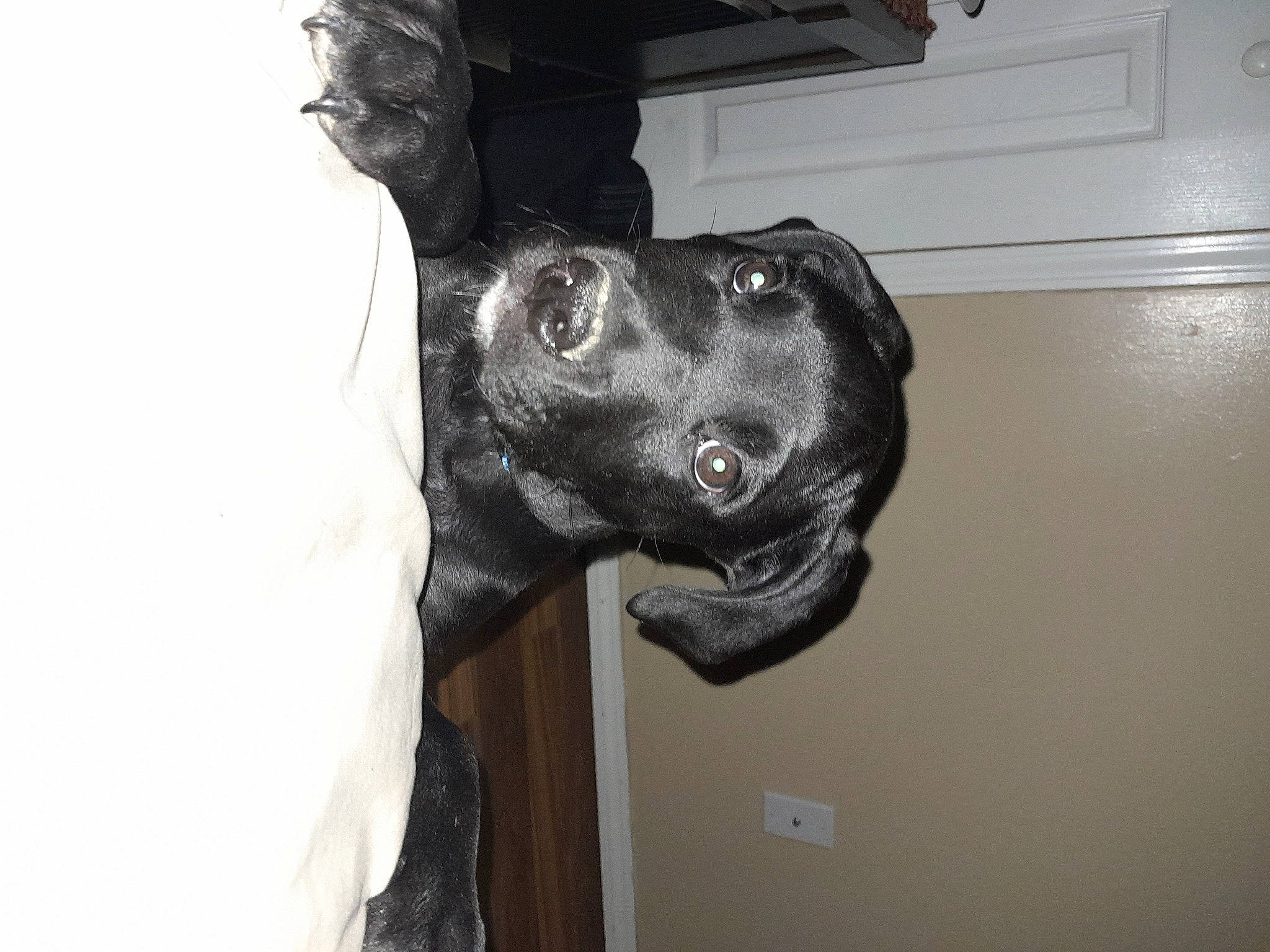 Chance is registered to the contest to win money with this photo: canidae, carnivore, collar, companion_dog, dog, dog_breed, dog_collar, door_handle, ear, elbow, fawn, fur, gesture, guard_dog, jaw, personal_protective_equipment, snout, sporting_group, whiskers, working_animal