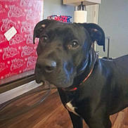 Chance is registered to the contest to win money with this photo: animal, background, black_dog, blur, christmas_wrapping, close_up, collar, decor, dog, floor, furniture, gift, holiday, home, indoor, lamp, pet, standing, wall, wooden_floor