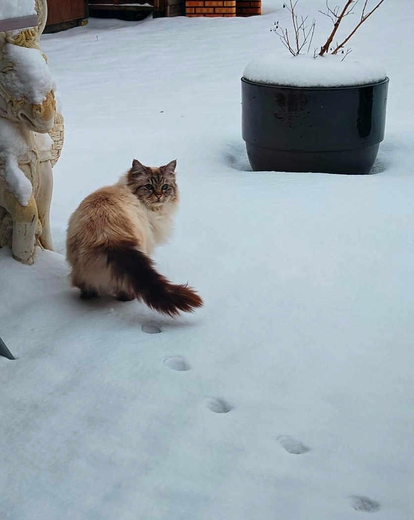 Lola a rejoint le concours — aidez-le/la à gagner de superbes lots ! cat, snow, paw_prints, fluffy, outdoor, winter, plant_pot, statue, curious, backyard, animal, tail, footprints, snow_covered, nature, quiet, cold, fur, pet, daylight