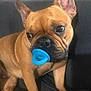 Coco is registered to the contest to win money with this photo: dog, french_bulldog, pacifier, pet, brown_coat, ears_up, indoor, couch, animal, cute, close_up, sitting, looking_away, snout, black_nose, wrinkles, domestic_animal, companion, small_dog, relaxed