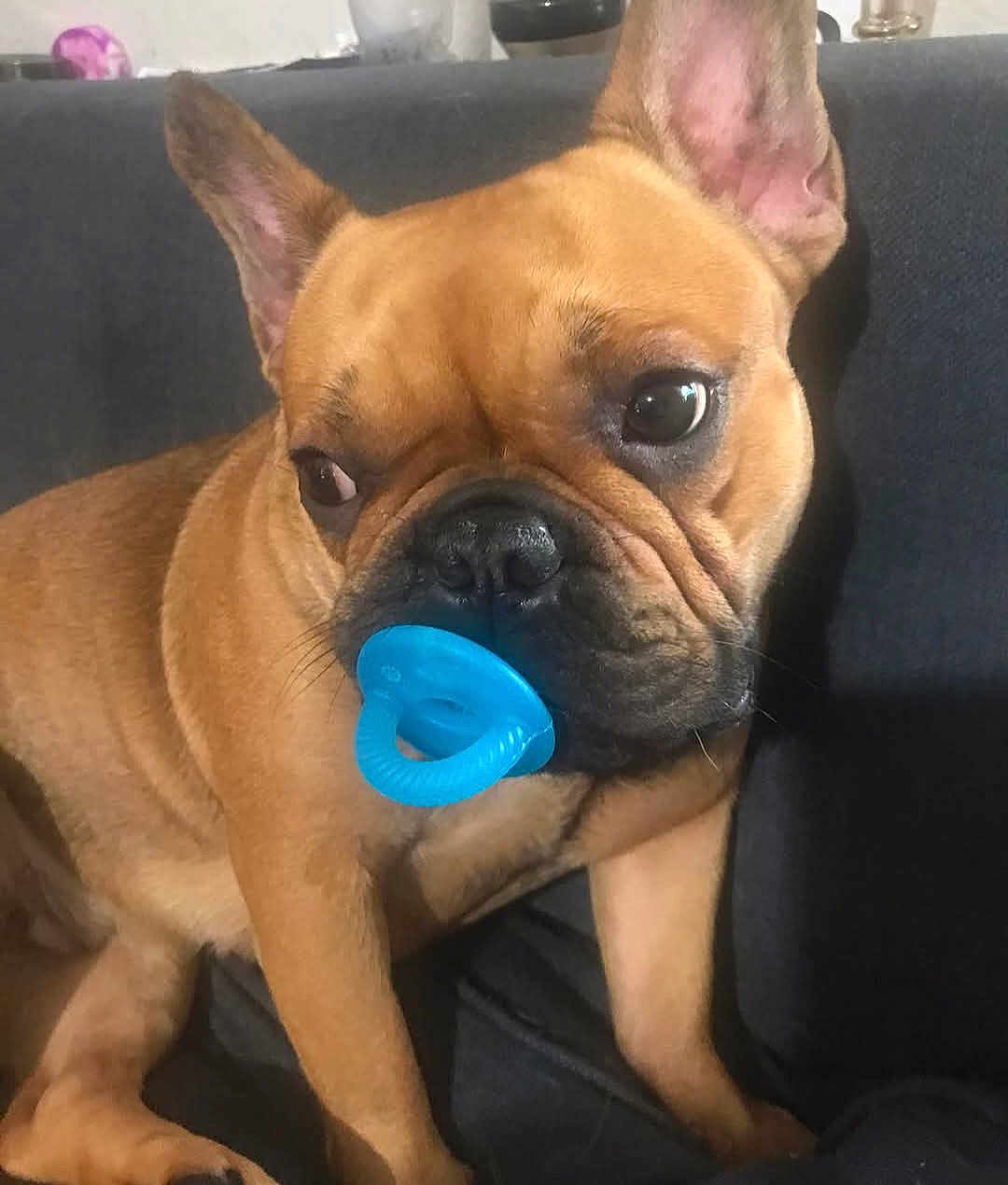 Coco is registered to the contest to win money with this photo: dog, french_bulldog, pacifier, pet, brown_coat, ears_up, indoor, couch, animal, cute, close_up, sitting, looking_away, snout, black_nose, wrinkles, domestic_animal, companion, small_dog, relaxed
