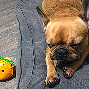 Coco is registered to the contest to win money with this photo: dog, french_bulldog, sleeping, pet_bed, dog_toy, food_kibble, floor, indoor, brown_dog, short_hair, paw, ear, nose, black_nose, dog_fur, toy, chewed_toy, relaxed, resting, animal