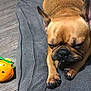 dog, french_bulldog, sleeping, pet_bed, dog_toy, food_kibble, floor, indoor, brown_dog, short_hair, paw, ear, nose, black_nose, dog_fur, toy, chewed_toy, relaxed, resting, animal