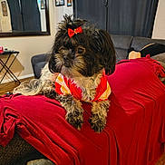 Racy joined the competition — help win amazing prizes! dog, pet, indoor, living_room, blanket, couch, red_bow, fur, small_dog, cute, clothing, furniture, mirror, curtains, wood_floor, decor, relaxing, animal, companion, home