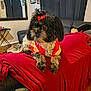 dog, pet, indoor, living_room, blanket, couch, red_bow, fur, small_dog, cute, clothing, furniture, mirror, curtains, wood_floor, decor, relaxing, animal, companion, home