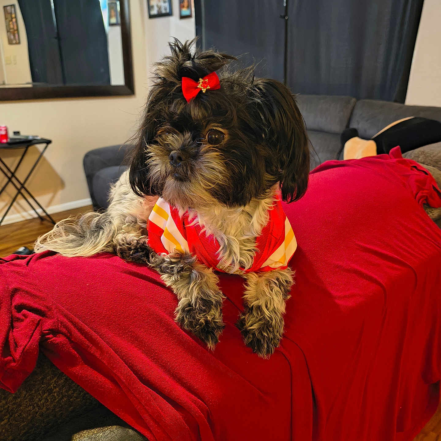 Racy joined the competition — help win amazing prizes! animal, blanket, clothing, companion, couch, curtains, cute, decor, dog, fur, furniture, home, indoor, living_room, mirror, pet, red_bow, relaxing, small_dog, wood_floor