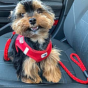 Little participe au concours pour gagner de l'argent avec cette photo : dog, puppy, red_harness, leash, car_seat, car_interior, pet, happy, fluffy, travel, cute, small_dog, canine, leather_seat, seatbelt_buckle, pet_accessory, close_up, smiling, indoor, adventure