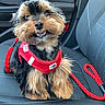 dog, puppy, red_harness, leash, car_seat, car_interior, pet, happy, fluffy, travel, cute, small_dog, canine, leather_seat, seatbelt_buckle, pet_accessory, close_up, smiling, indoor, adventure