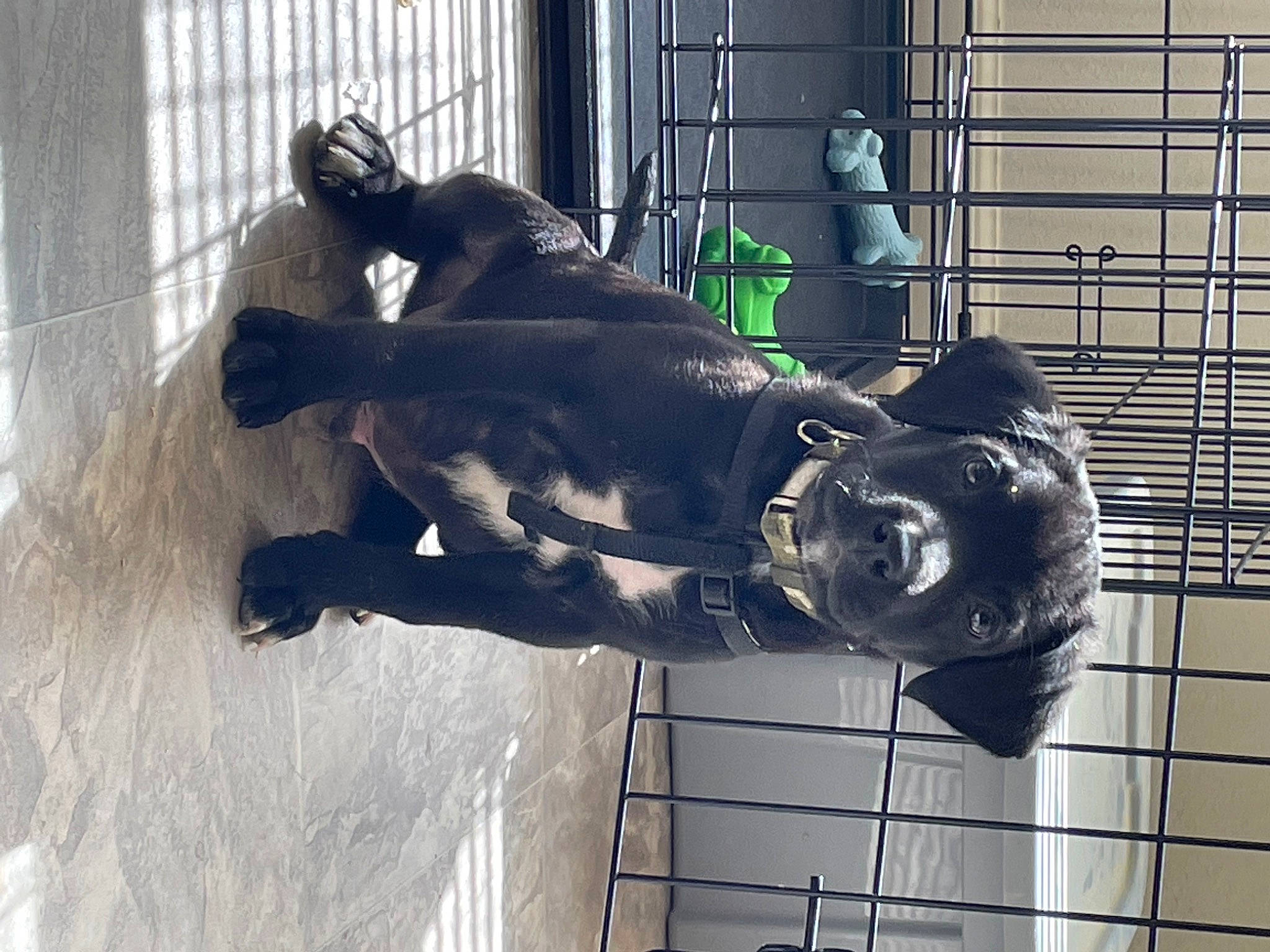 Brutus joined the competition — help win amazing prizes! art, canidae, dog_breed, fur, guard_dog, mesh, metal, pet_supply, sculpture, sporting_group, stallion, statue, water, window, working_animal