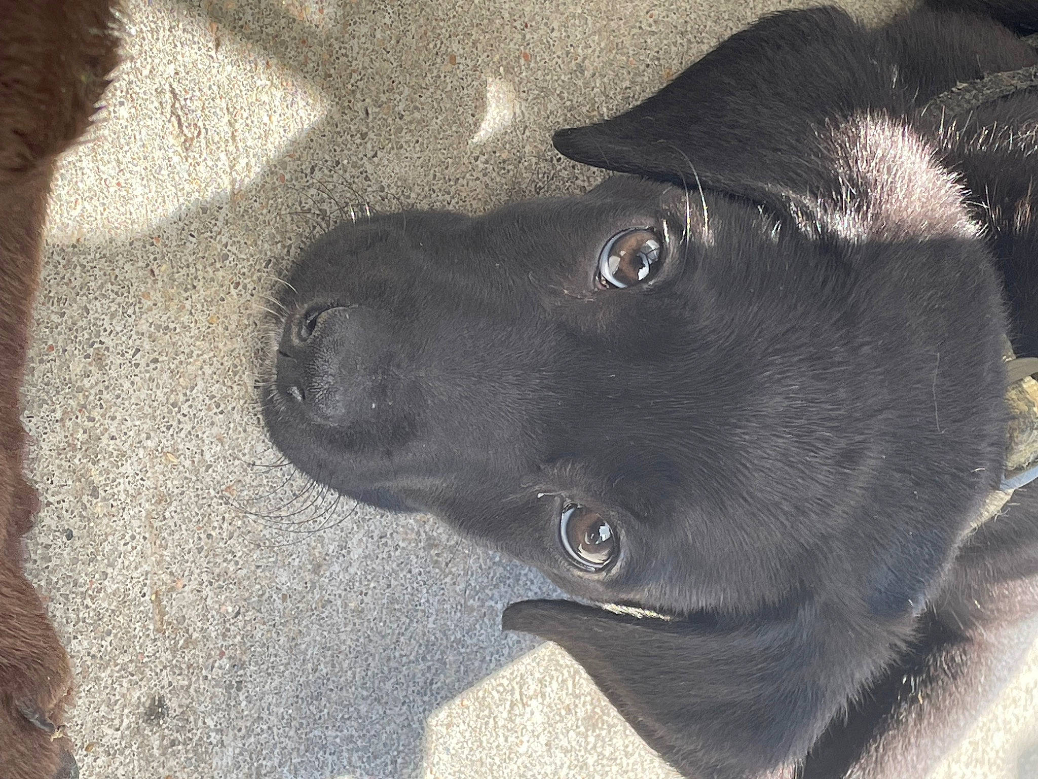 Brutus is registered to the contest to win money with this photo: art, borador, canidae, carnivore, concrete, dog, dog_breed, electric_blue, fur, grey, jaw, monochrome_photography, non_sporting_group, road_surface, shadow, snout, sporting_group, tints_and_shades, whiskers, working_animal