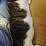 Snoop is registered to the contest to win money with this photo: cat, feline, striped_fur, white_fur, couch, fabric, person, jeans, gray_shirt, indoor, relaxation, pet, close_up, texture, furry, resting, comfort, home, animal, domestic