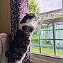 Snoop joined the competition — help win amazing prizes! cat, black_and_white, curious, window, curtains, indoor, daylight, feline, looking_out, houseplant, furniture, home_interior, pet, animal, standing, side_view, natural_light, greenery, outdoor_view, relaxing