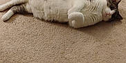 Snoop is registered to the contest to win money with this photo: cat, carpet, indoor, lying_down, feline, pet, relaxed, white_and_gray, fur, paw, floor, domestic_animal, cozy, home, animal, mammal, whiskers, sleepy, foot, clothing