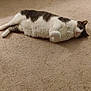 cat, carpet, indoor, lying_down, feline, pet, relaxed, white_and_gray, fur, paw, floor, domestic_animal, cozy, home, animal, mammal, whiskers, sleepy, foot, clothing