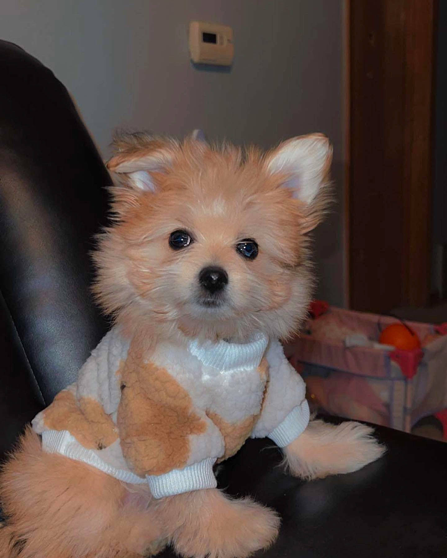 Ozzy Romeo joined the competition — help win amazing prizes! canidae, carnivore, companion_dog, couch, dog, dog_breed, dog_clothes, dog_supply, fawn, firefighter, fur, pomeranian, snout, sporting_group, tail, terrestrial_animal, toy, toy_dog, whiskers, working_animal