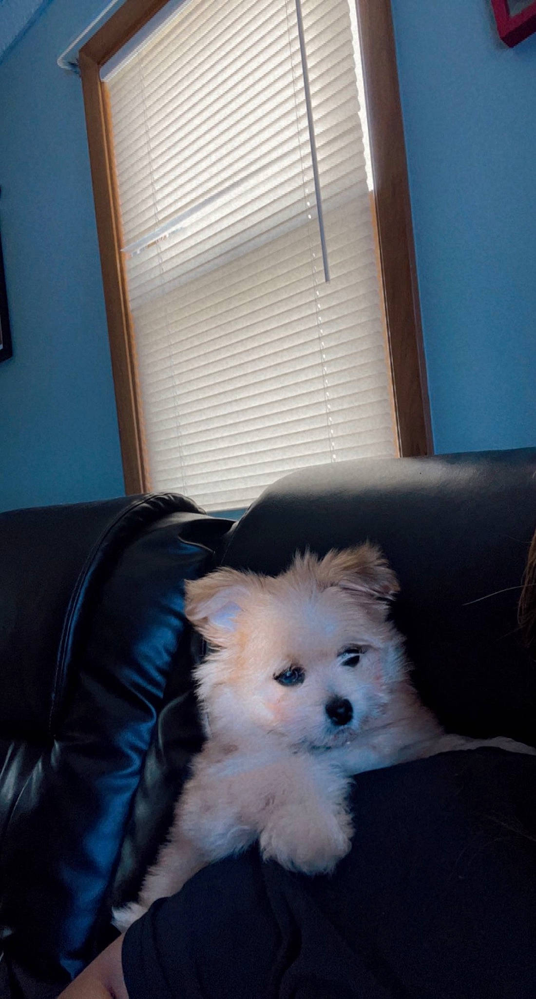 Ozzy Romeo is registered to the contest to win money with this photo: ball, canidae, carnivore, comfort, companion_dog, couch, dog, dog_breed, fawn, furniture, german_spitz, snout, spitz, sporting_group, toy_dog, whiskers, window, window_blind, window_treatment, working_animal