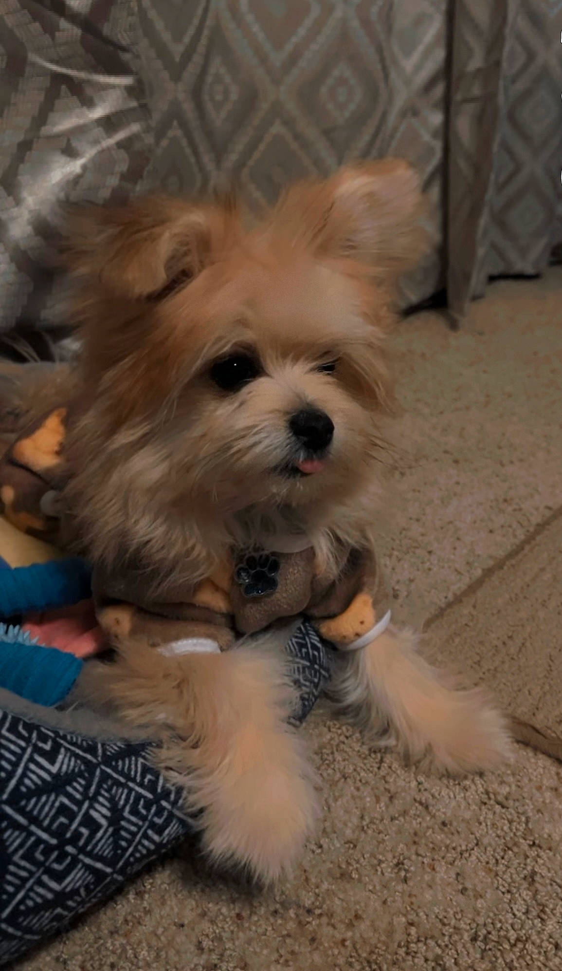 Ozzy Romeo is registered to the contest to win money with this photo: biewer_terrier, canidae, carnivore, companion_dog, dog, dog_breed, dog_supply, fawn, fur, liver, maltepoo, non_sporting_group, puppy, small_terrier, snout, sporting_group, terrier, toy_dog, working_animal, yorkipoo