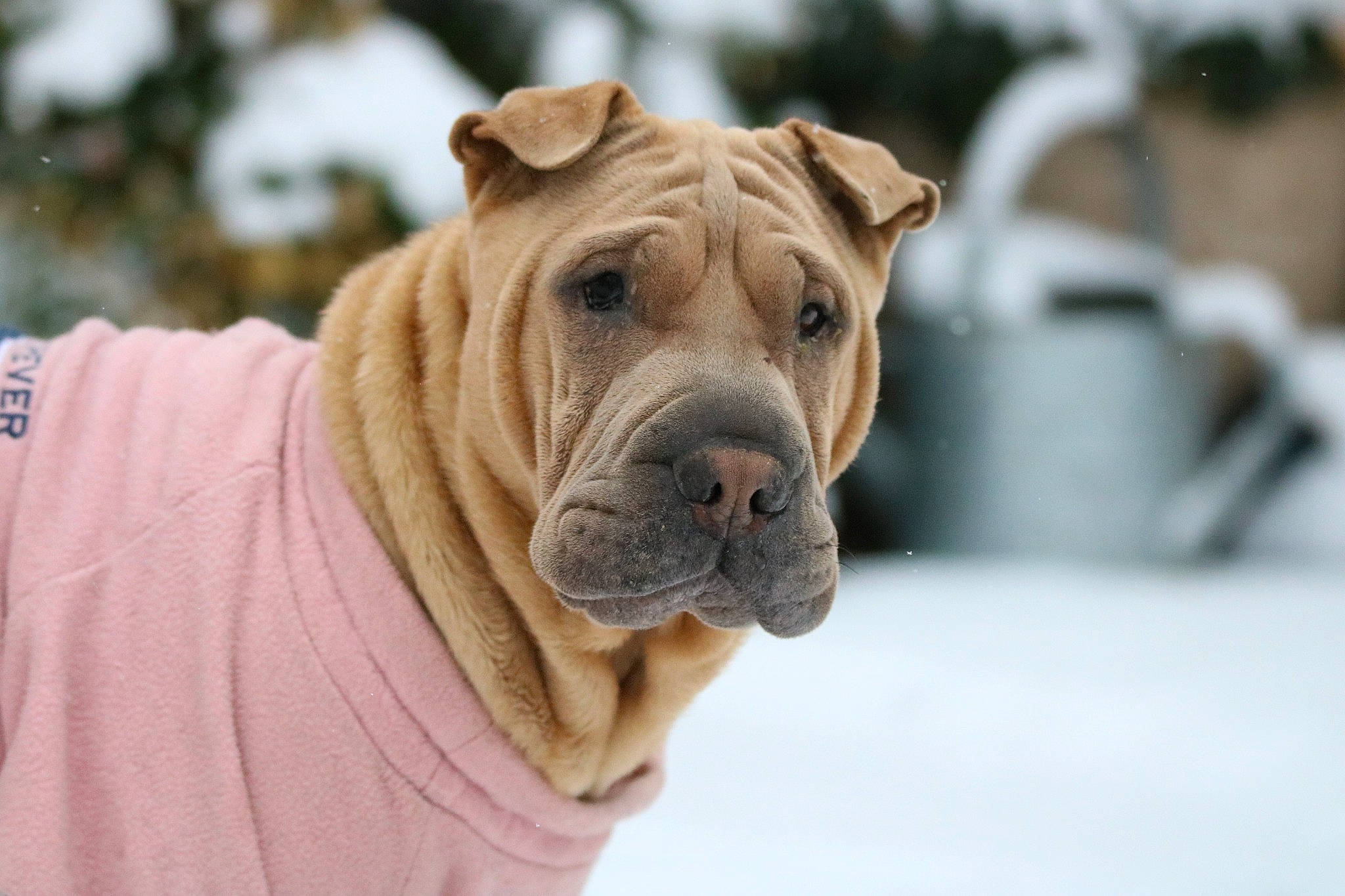 Squishy is registered to the contest to win money with this photo: biting, bulldog, canidae, carnivore, collar, companion_dog, dog, dog_breed, dog_collar, dog_supply, fawn, ori_pei, shar_pei, snout, snow, sporting_group, whiskers, winter, working_dog, wrinkle