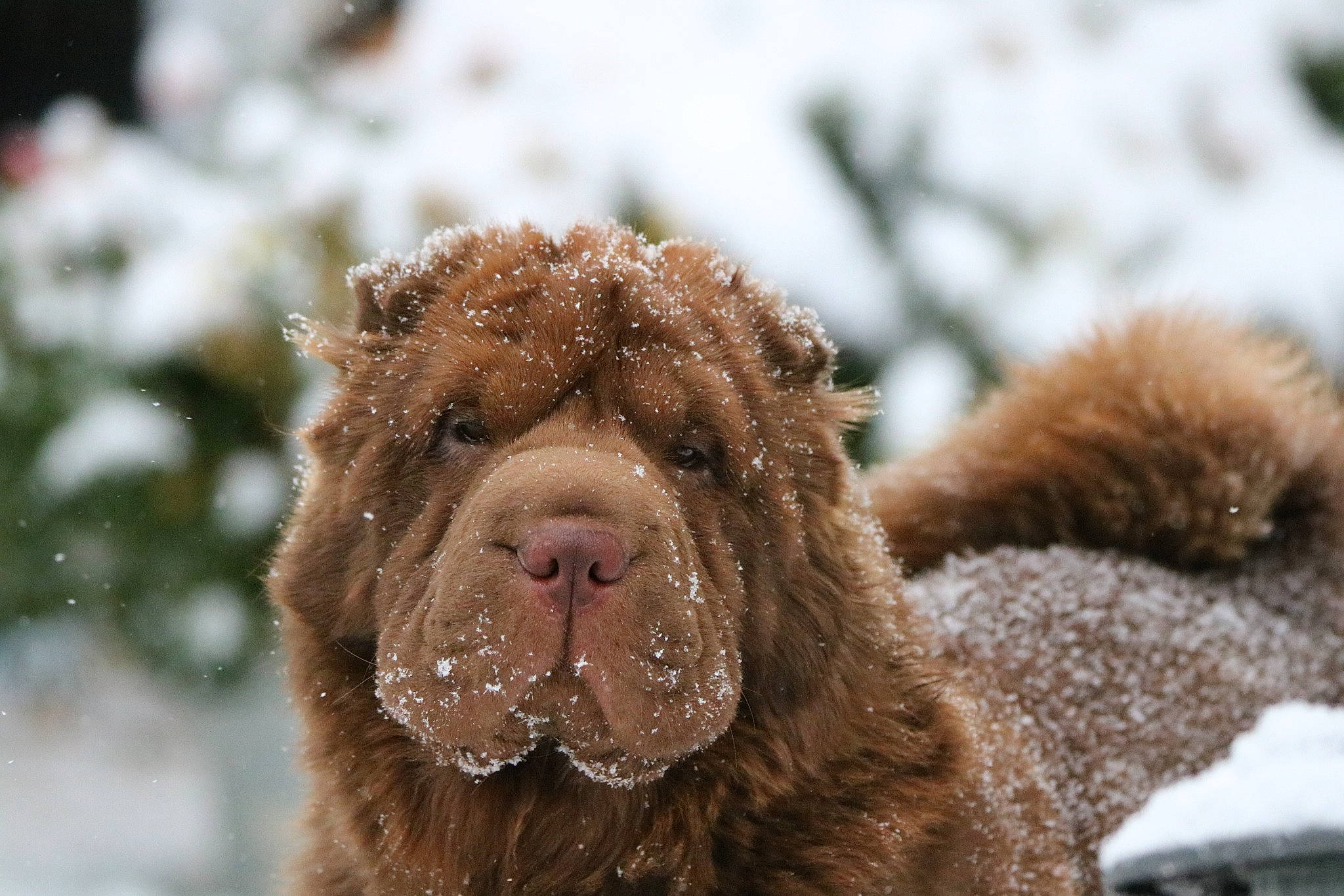 Bones joined the competition — help win amazing prizes! ancient_dog_breeds, canidae, carnivore, companion_dog, dog, dog_breed, dog_collar, fawn, freezing, fur, liver, precipitation, retriever, snout, snow, sporting_group, terrestrial_animal, wildlife, winter, working_animal