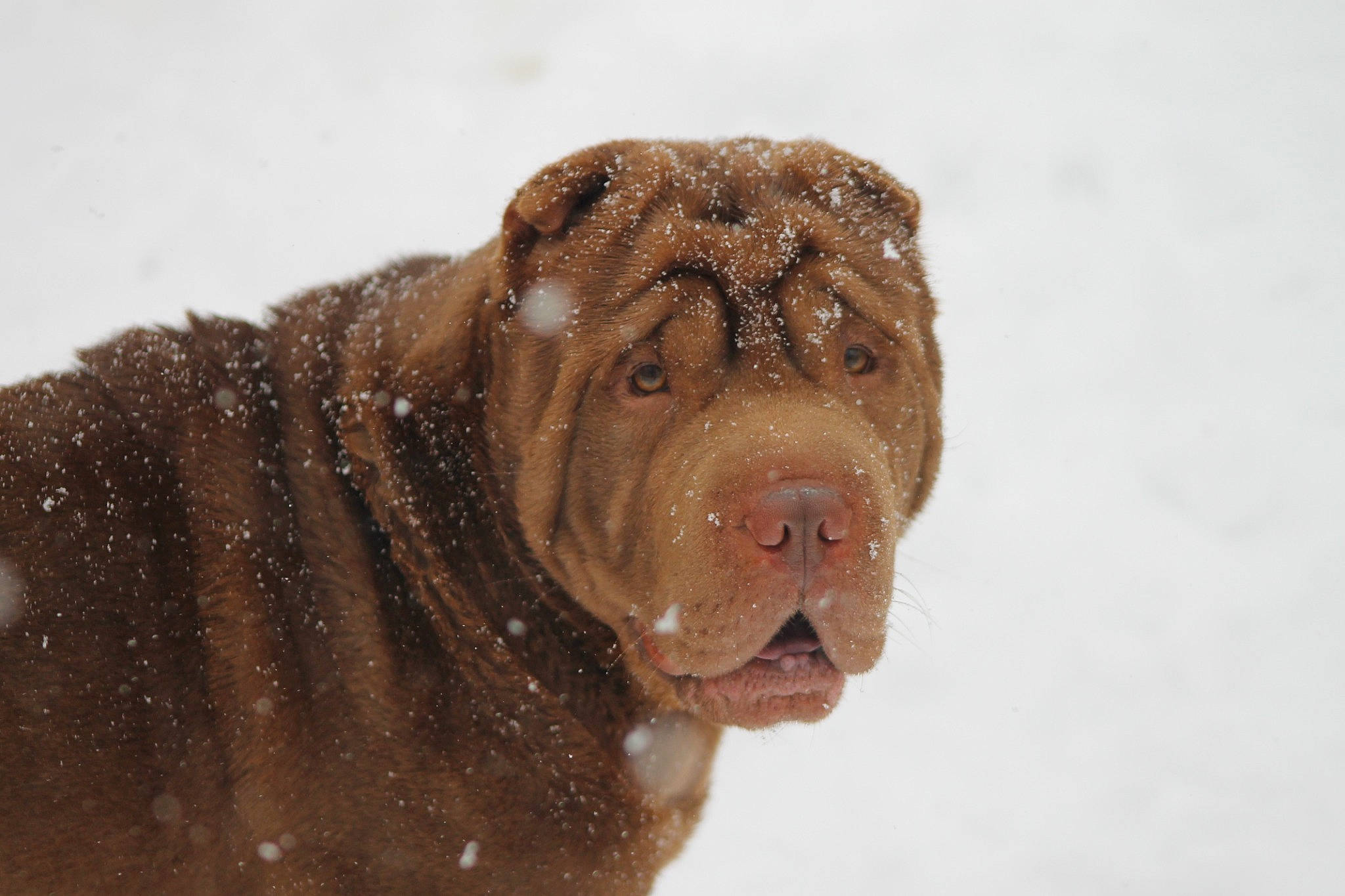 Bacon is registered to the contest to win money with this photo: ancient_dog_breeds, carnivore, dog, dog_breed, fawn, fur, hunting_dog, liver, snout, snow, sporting_group, terrestrial_animal, winter, working_dog