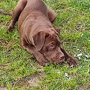 Selfy participe au concours pour gagner de l'argent avec cette photo : puppy, dog, grass, outdoor, brown, animal, pet, flower, nature, canine, cute, young, laying, ears, snout, fur, green, field, small_flower, resting