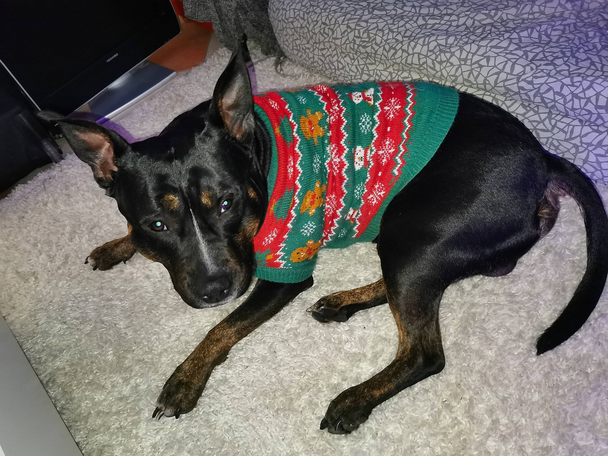 Scrappy-doo a rejoint le concours — aidez-le/la à gagner de superbes lots ! canidae, carnivore, collar, companion_dog, computer_keyboard, dog, dog_breed, dog_supply, fashion_accessory, fawn, fur, guard_dog, paw, pinscher, snout, sporting_group, tail, toy_dog, working_animal, working_dog