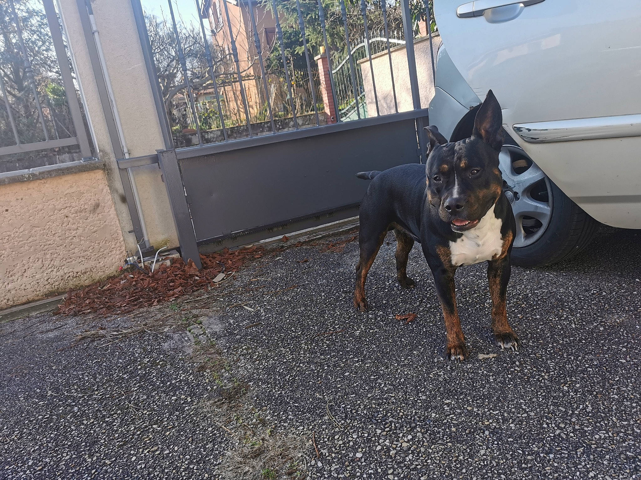 Scrappy-doo participe au concours pour gagner de l'argent avec cette photo : asphalt, automotive_exterior, automotive_tire, car, carnivore, collar, companion_dog, dog, dog_breed, fawn, fender, pet_supply, road_surface, snout, tire, tree, vehicle, vehicle_door, wheel, working_animal