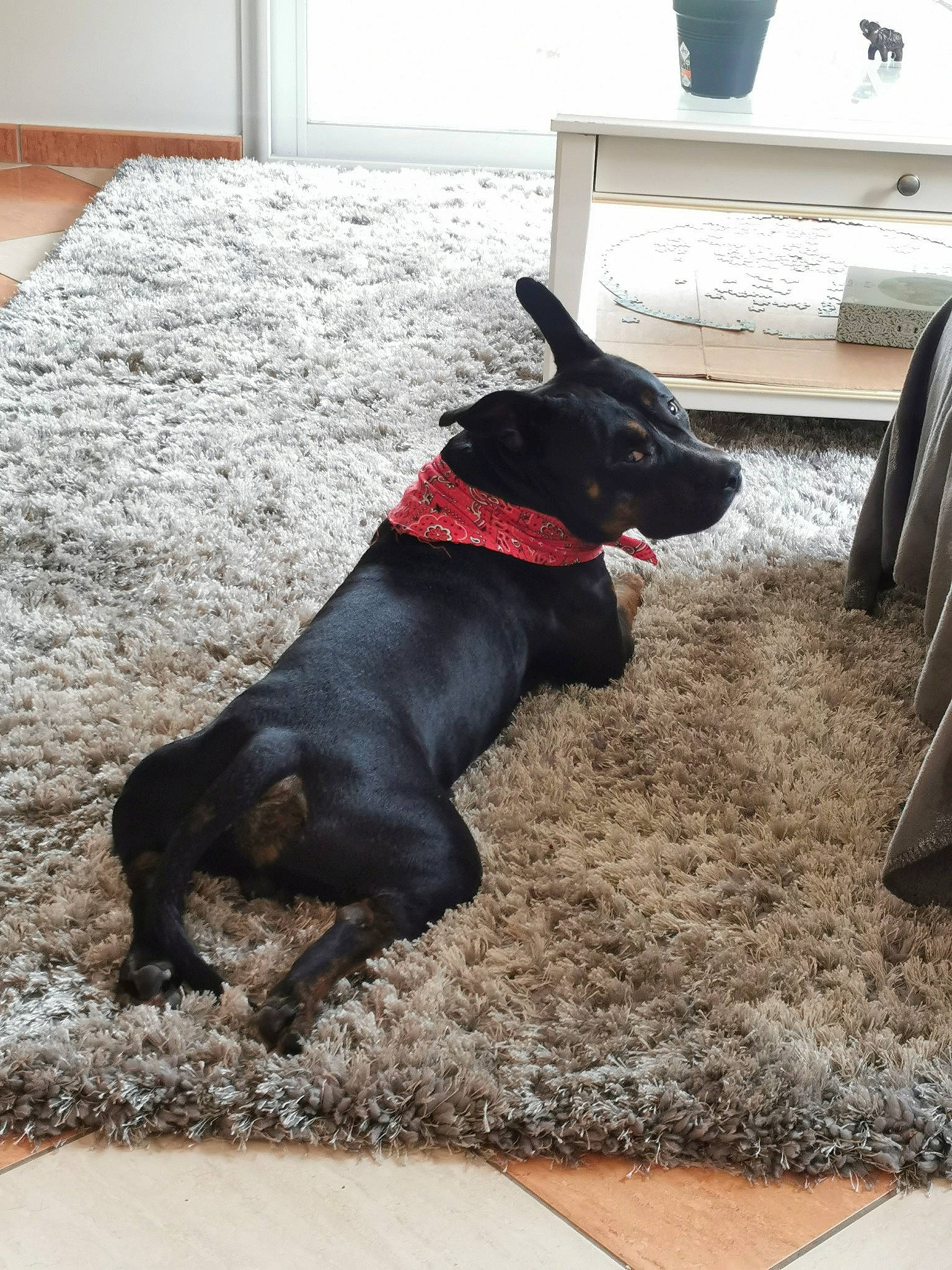 Scrappy-doo participe au concours pour gagner de l'argent avec cette photo : canidae, carnivore, collar, companion_dog, dog, dog_breed, dog_collar, dog_supply, door, fawn, flooring, fur, grass, pet_supply, snout, sporting_group, tail, terrestrial_animal, wood, working_animal