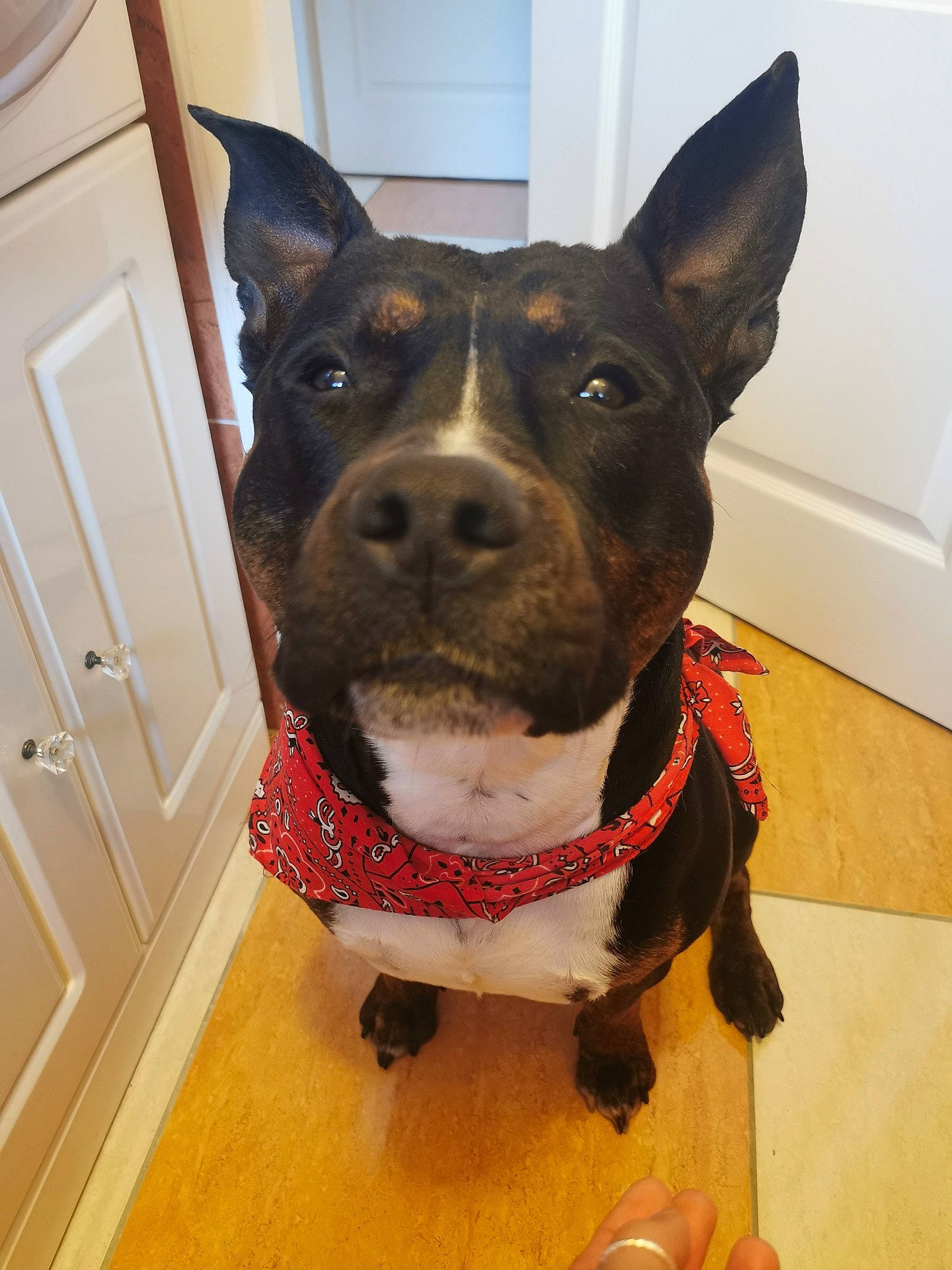 Scrappy-doo participe au concours pour gagner de l'argent avec cette photo : cabinetry, canidae, carnivore, collar, companion_dog, dog, dog_breed, dog_collar, dog_supply, door, ear, fawn, flooring, liver, pet_supply, snout, sporting_group, whiskers, window, working_animal