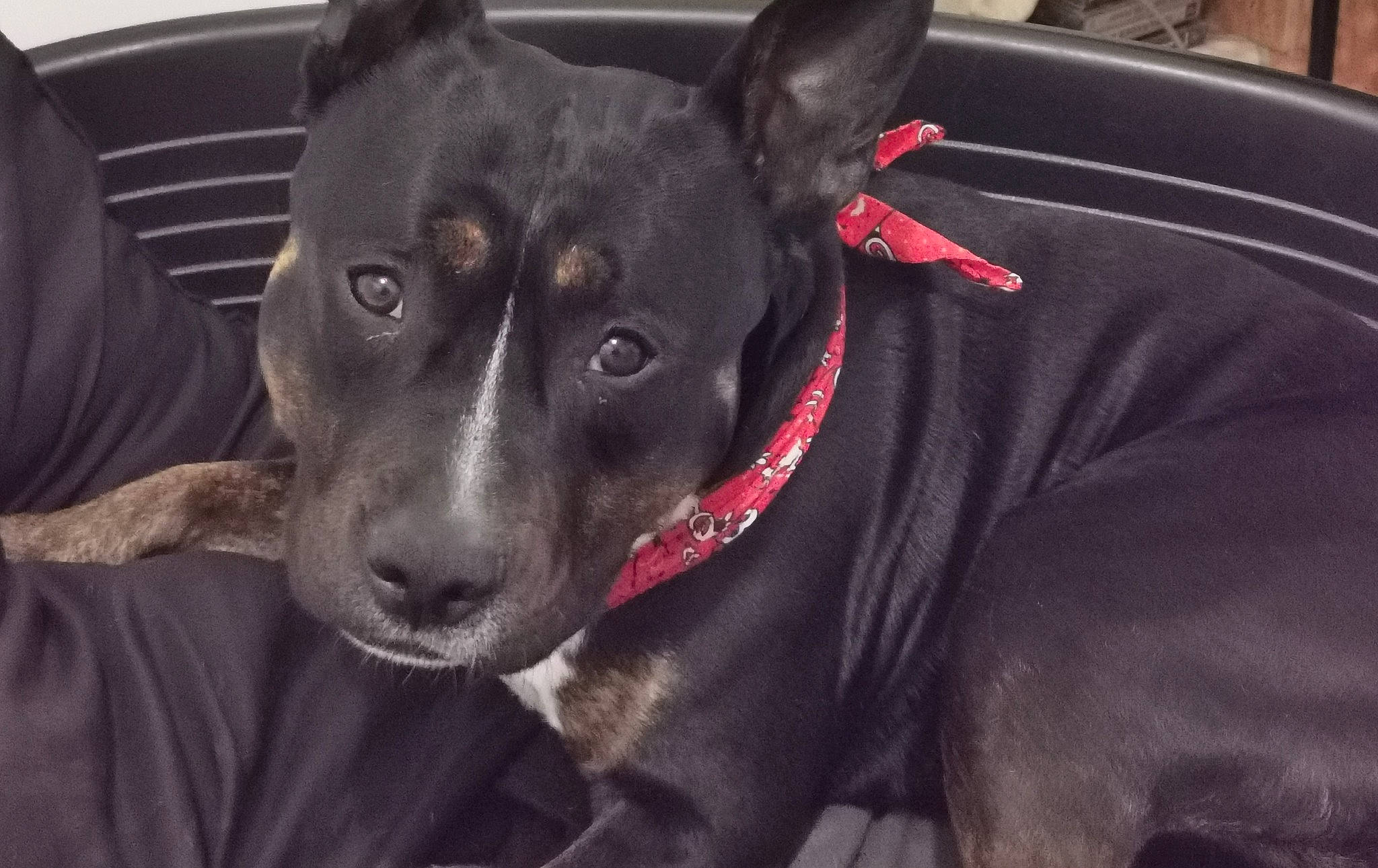 Scrappy-doo participe au concours pour gagner de l'argent avec cette photo : canidae, carnivore, collar, companion_dog, dog, dog_breed, dog_collar, dog_supply, ear, fur, grey, guard_dog, non_sporting_group, sporting_group, toy_dog, whiskers, working_animal, working_dog