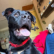 Charlie joined the competition — help win amazing prizes! dog, black_dog, indoor, panting, tongue_out, collar, harness, pet, canine, happy, closeup, face, ears, furniture, shelf, photographs, wall, red, yellow, cozy