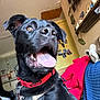 dog, black_dog, indoor, panting, tongue_out, collar, harness, pet, canine, happy, closeup, face, ears, furniture, shelf, photographs, wall, red, yellow, cozy