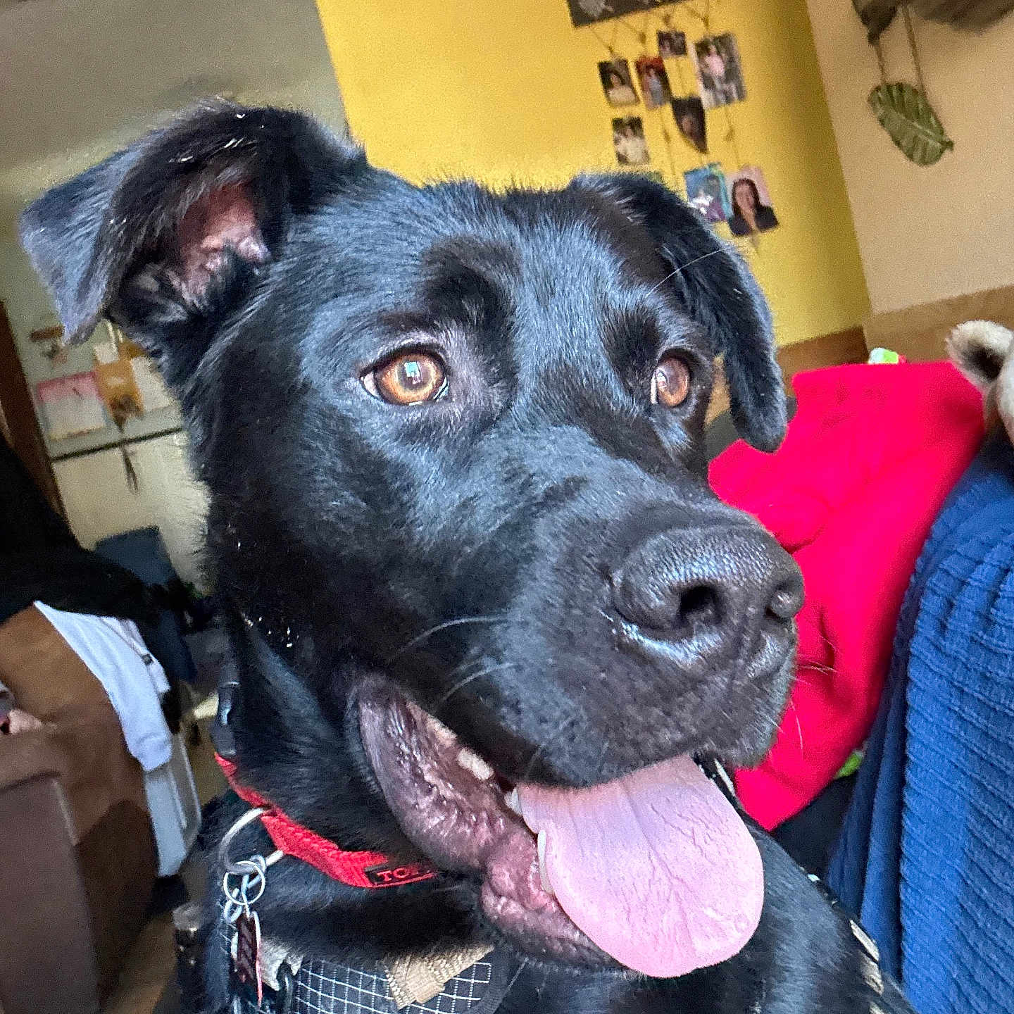 Charlie is registered to the contest to win money with this photo: black_dog, blanket, brown_eyes, canine, close_up, collar, couch, dog, domestic_animal, friendly, furniture, happy, harness, household, indoor, living_room, pet, portrait, tongue_out, wall_photos