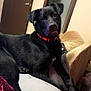 Charlie joined the competition — help win amazing prizes! dog, black_dog, pet, indoor, bed, blanket, collar, furniture, door, carpet, relaxed, laying_down, animal, canine, paw, head, ears, looking, curious, cozy