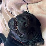 Charlie is registered to the contest to win money with this photo: animal, black_dog, blanket, canine, closeup, collar, cute, dog, fur, happy, indoors, lying_down, muzzle, nose, pet, playful, resting, smiling, teeth, whiskers