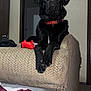 dog, black_dog, red_collar, couch, armrest, game_controller, indoor, living_room, blanket, paws, animal, pet, furniture, relaxed, crossed_paws, carpet, door, wall, domestic, resting