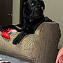 dog, black_dog, pet, indoor, armrest, controller, gaming, living_room, furniture, door, carpet, human_hand, curious, relaxed, paw, collar, red, white, beige, candid